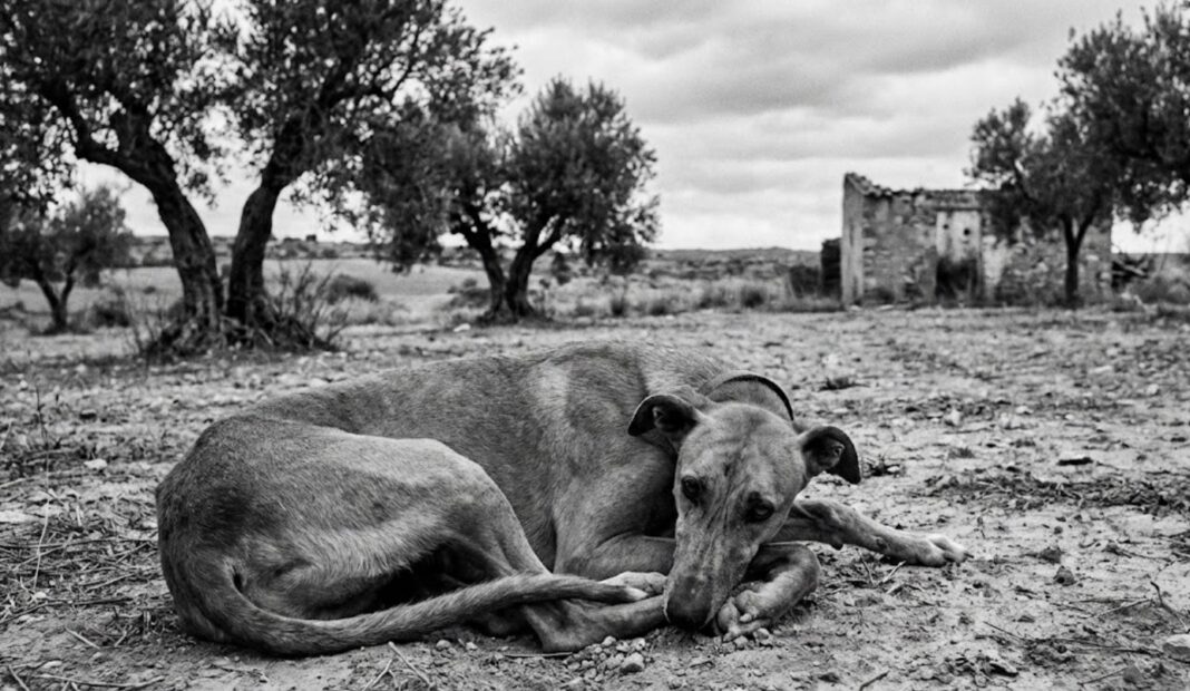 Galgo