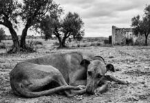 LÅT OSS HJÄLPAS ÅT: Internationella galgodagen och vad du bör veta om Galgo Español Galgo