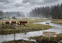 Estland: Vargattacker i Soomaa – myndigheterna bedömer att jakt inte ger en snabb lösning