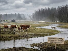 Estland: Vargattacker i Soomaa – myndigheterna bedömer att jakt inte ger en snabb lösning
