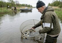 Åland: Rekordantal abborrar i Torpfjärden-kanalen – återställandet av livsmiljöer bär frukt