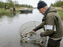 Åland: Rekordantal abborrar i Torpfjärden-kanalen – återställandet av livsmiljöer bär frukt